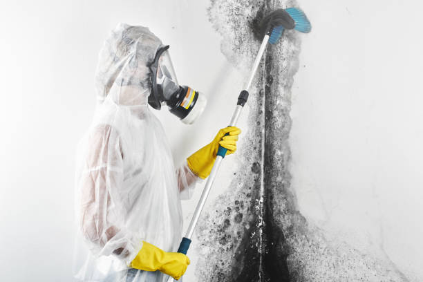 Best Attic Mold Removal  in Horace, ND