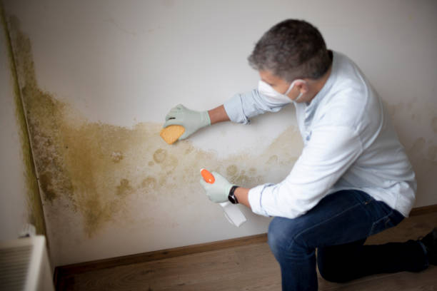Best Real Estate Mold Inspection  in Horace, ND