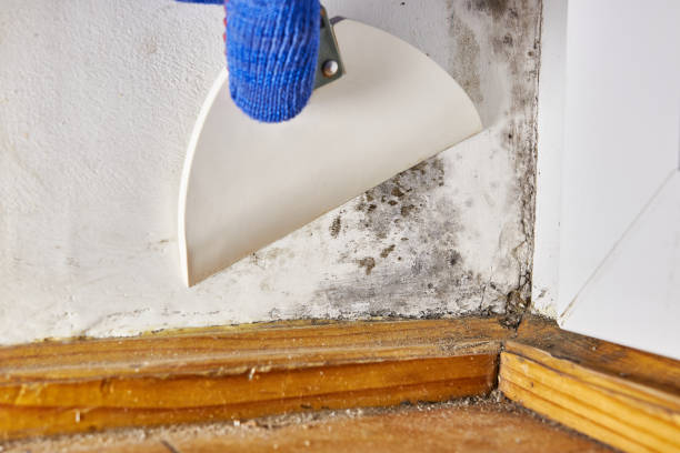 Environmental Consulting for Mold Prevention in Horace, ND